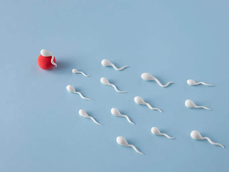 Gebelikte İlk 3 Ay (Birinci Trimester)